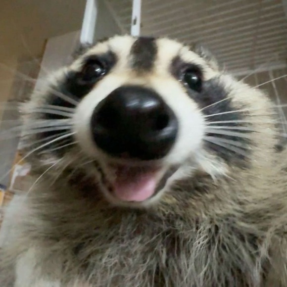 Meet your Posher, Victoria - Picture 1 of 1